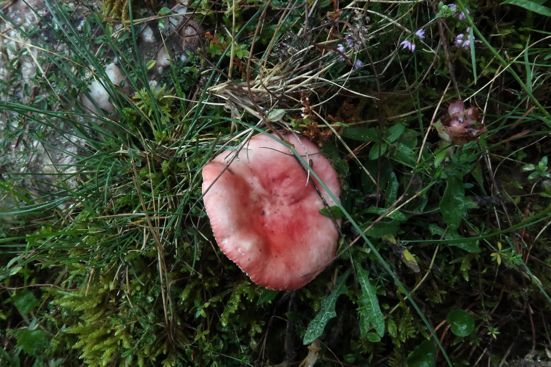 Russula sanguinea - 1 - IMG_7389